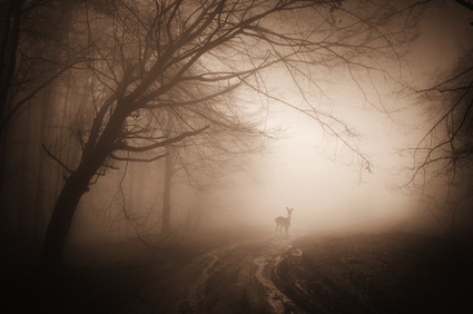 fotolia hirsch im nebel